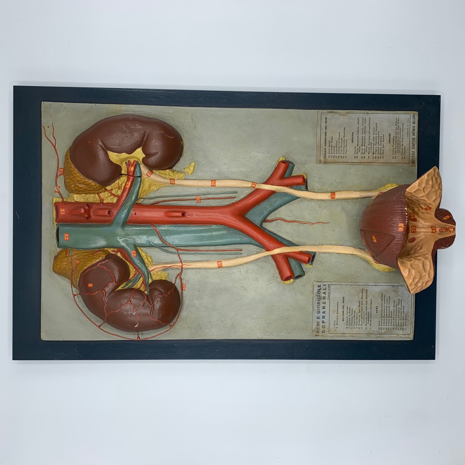 Italian anatomical model of the urinary system, ca. 1930’s