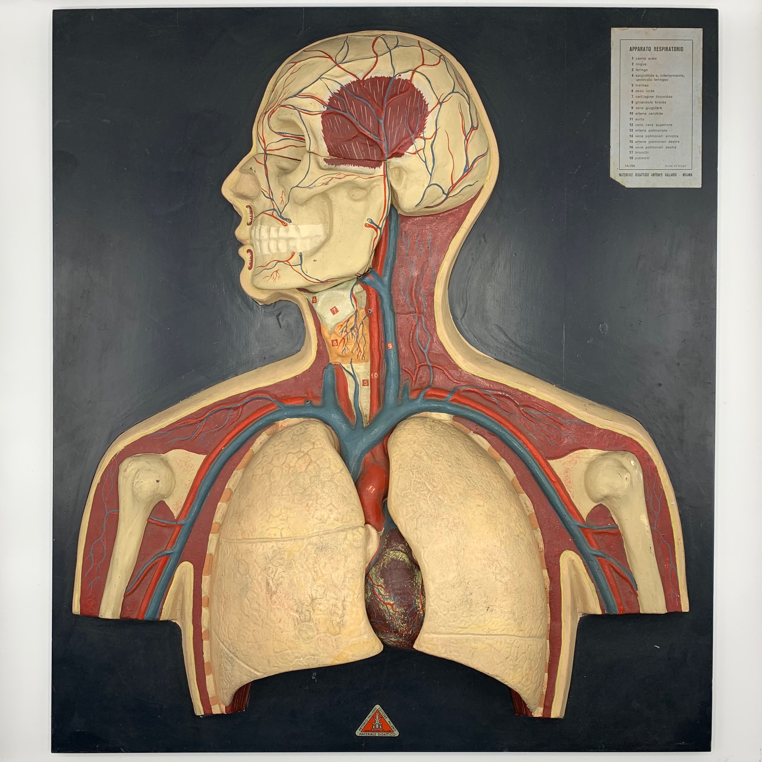 Italian anatomical model of the respiratory system, ca. 1930’s