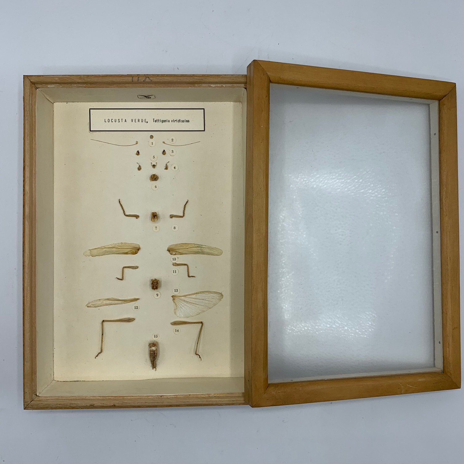Italian teaching model with the anatomical dissection of a grasshopper