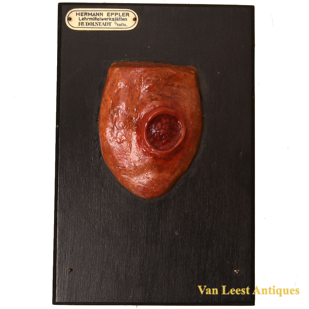 Eppler Anatomical Wax Model tongue