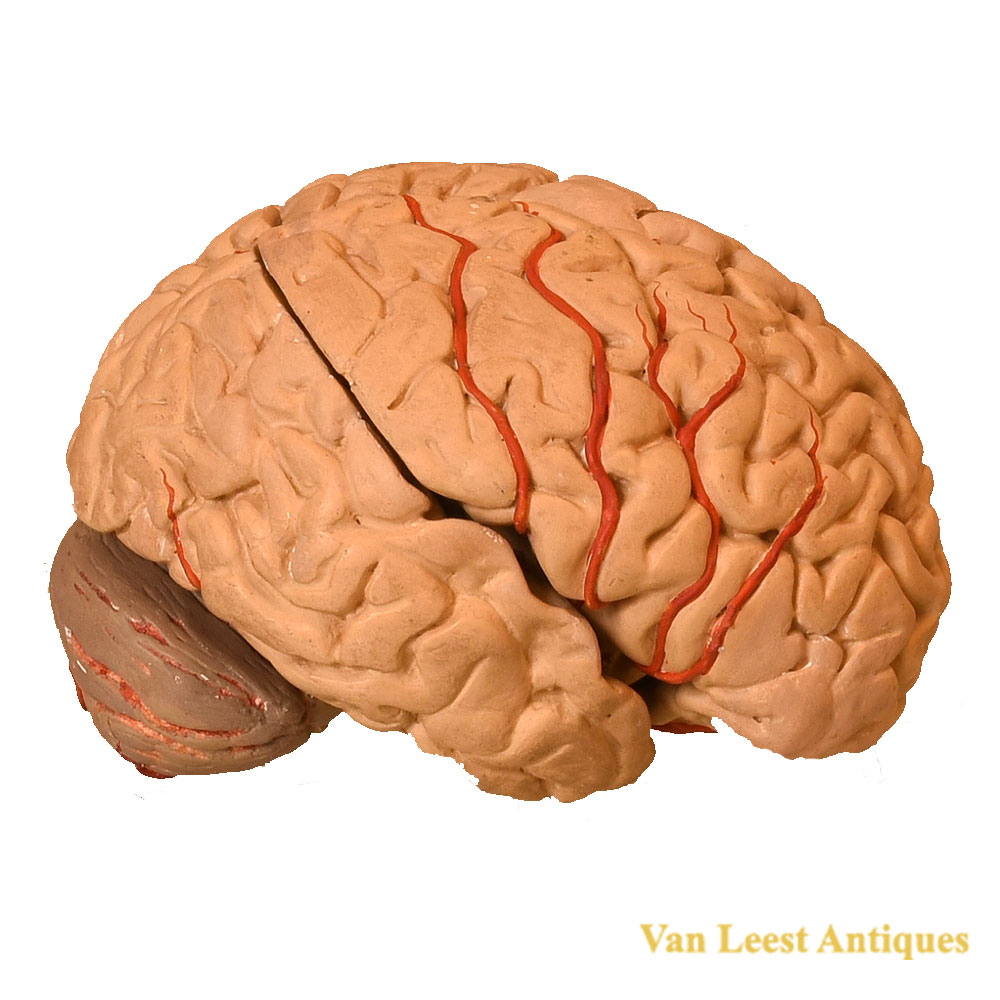 1920’s Human brain model