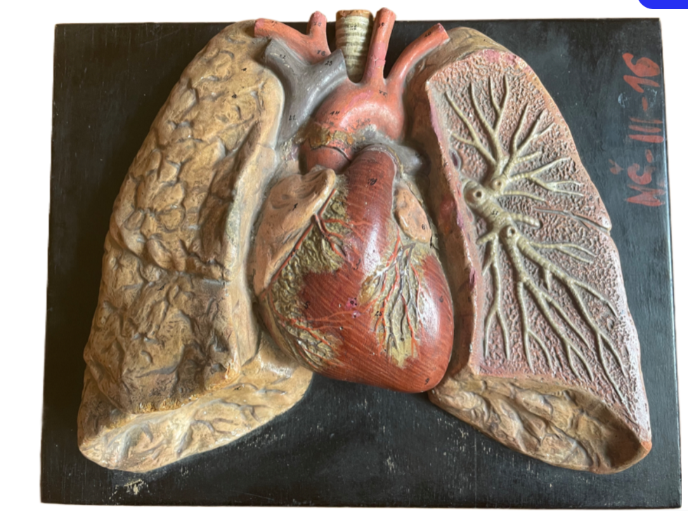 Charming Anatomical model heart and lungs 19TH Century