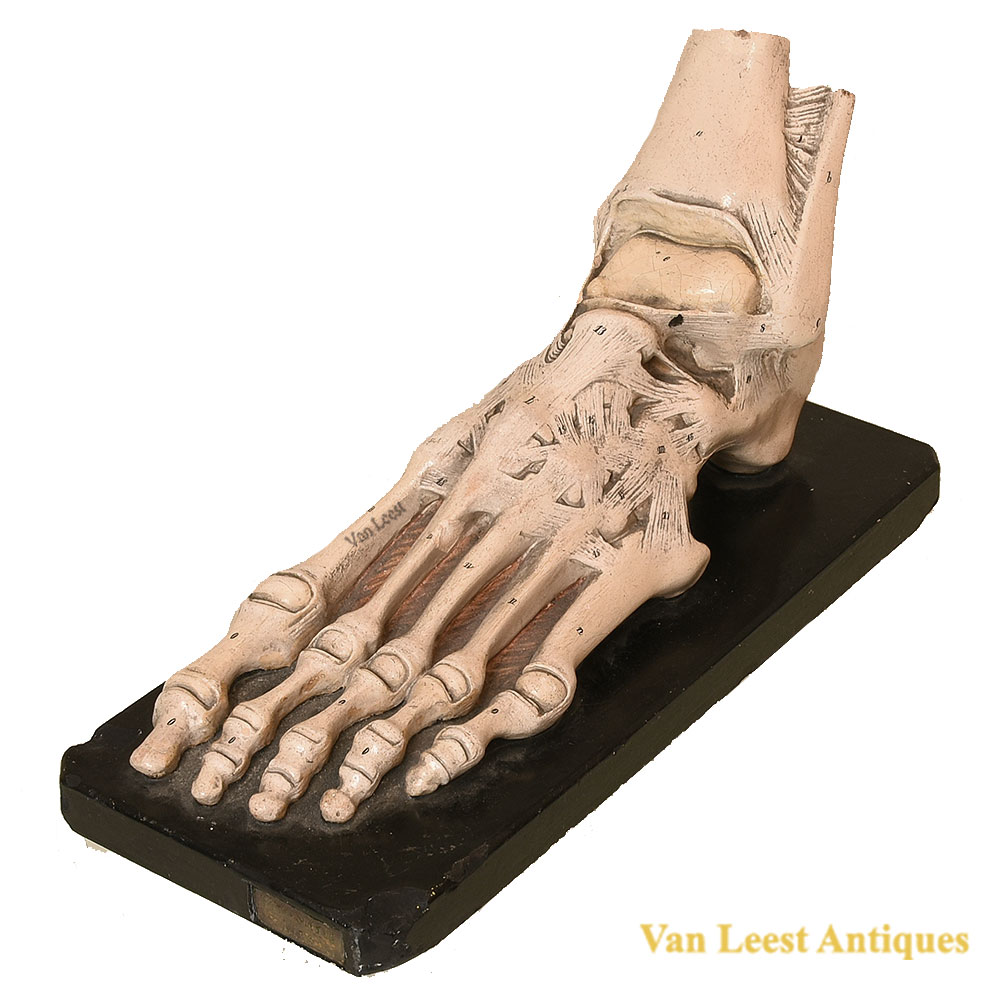Bock-Steger anatomical foot model