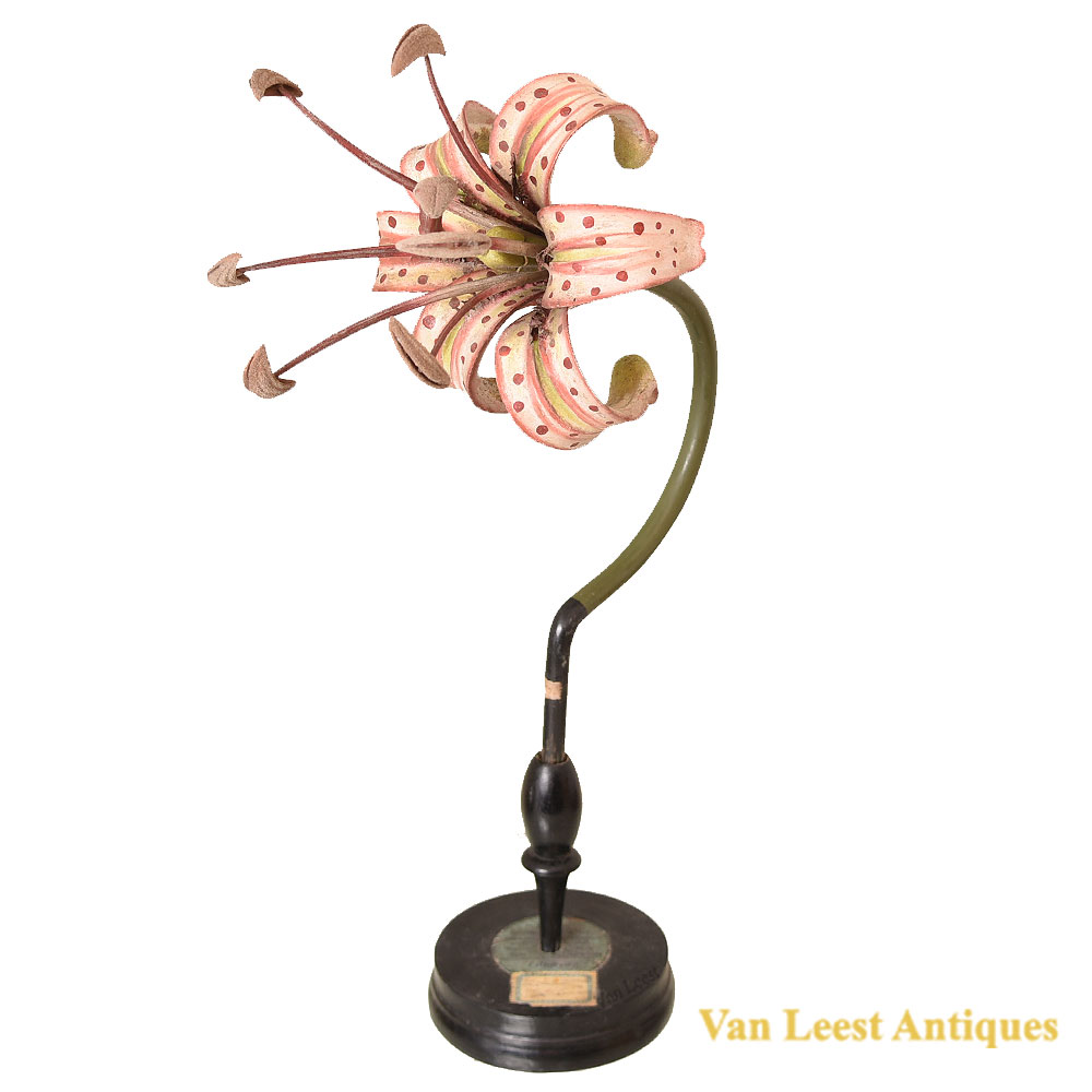 Brendel Lily flower model, c. 1890