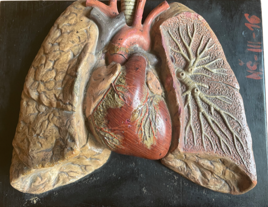 Painted Plaster Anatomical Model Heart And Lungs 19TH Century