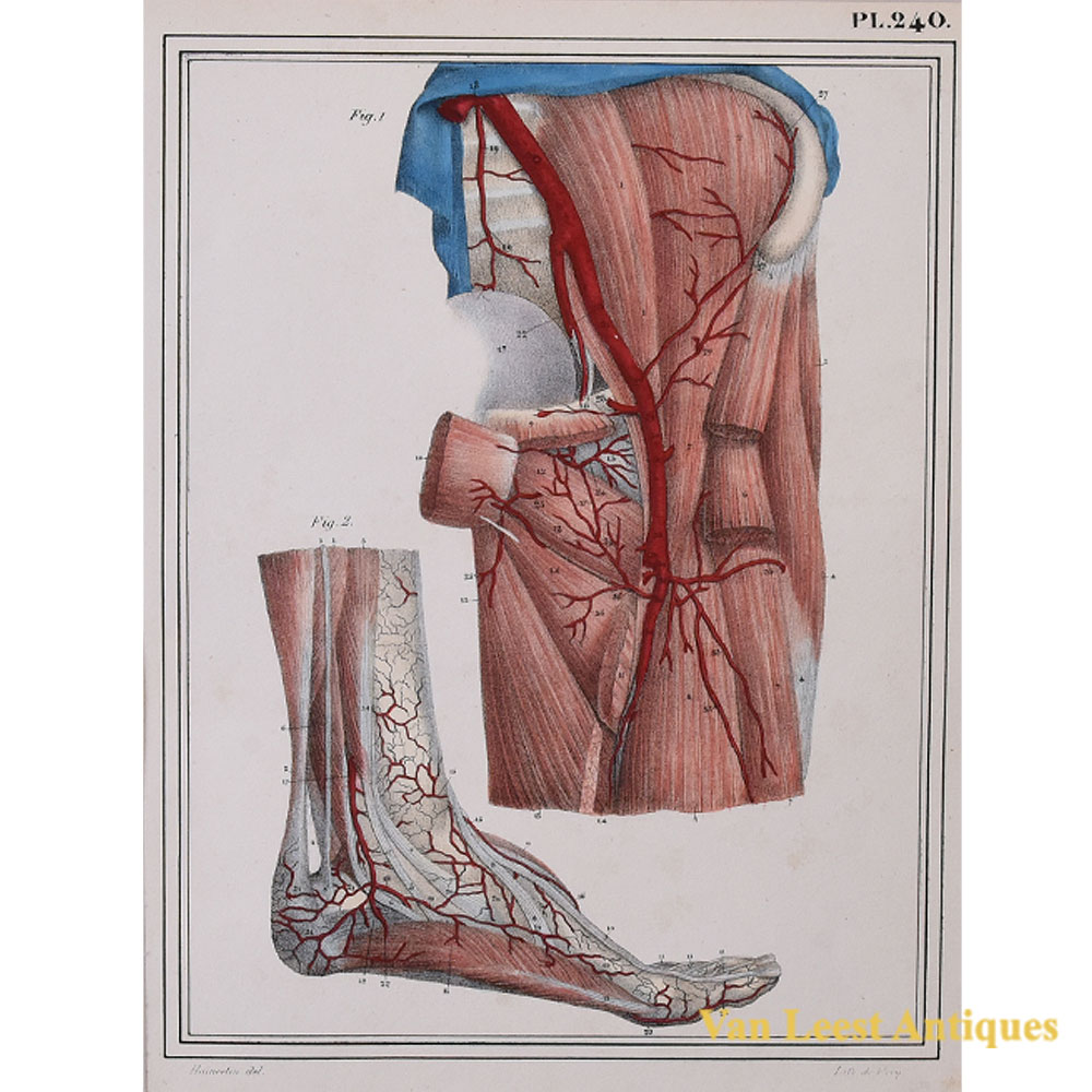 Jules Cloquet print arteries of the obturator and the foot 1825