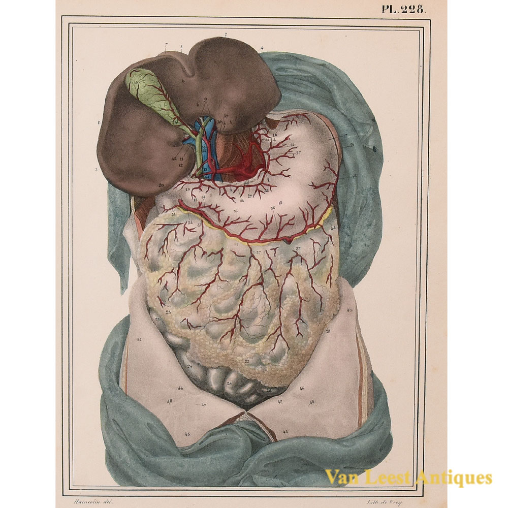 Jules Cloquet print arteries of the stomach and liver 1825