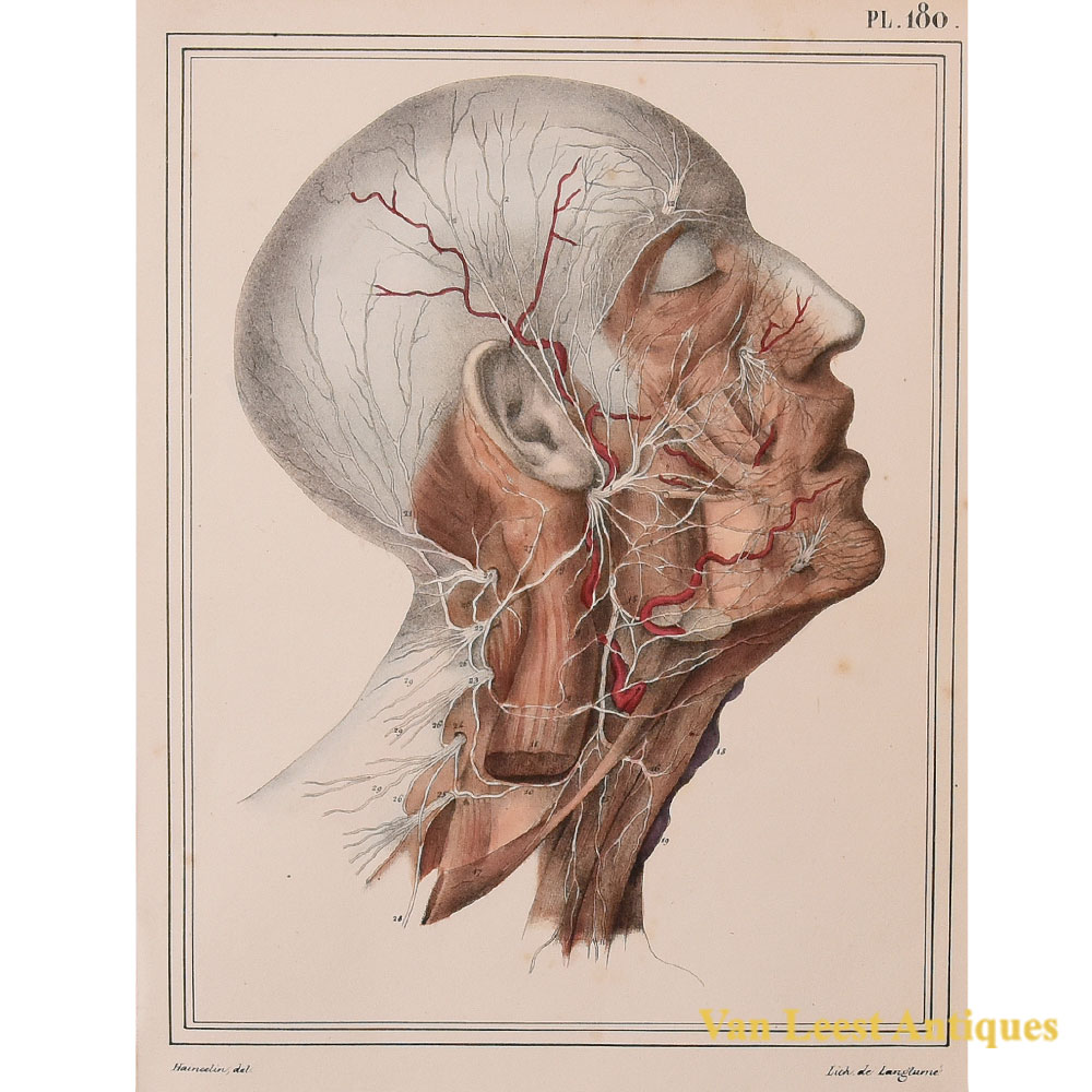 Jules Cloquet print superficial nerves of the face and neck 1825