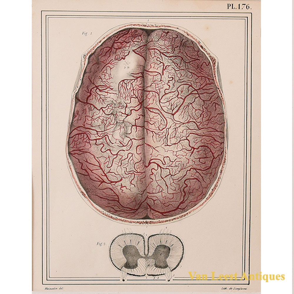 Jules Cloquet print transverse sections of a skull and spinal cord 1825