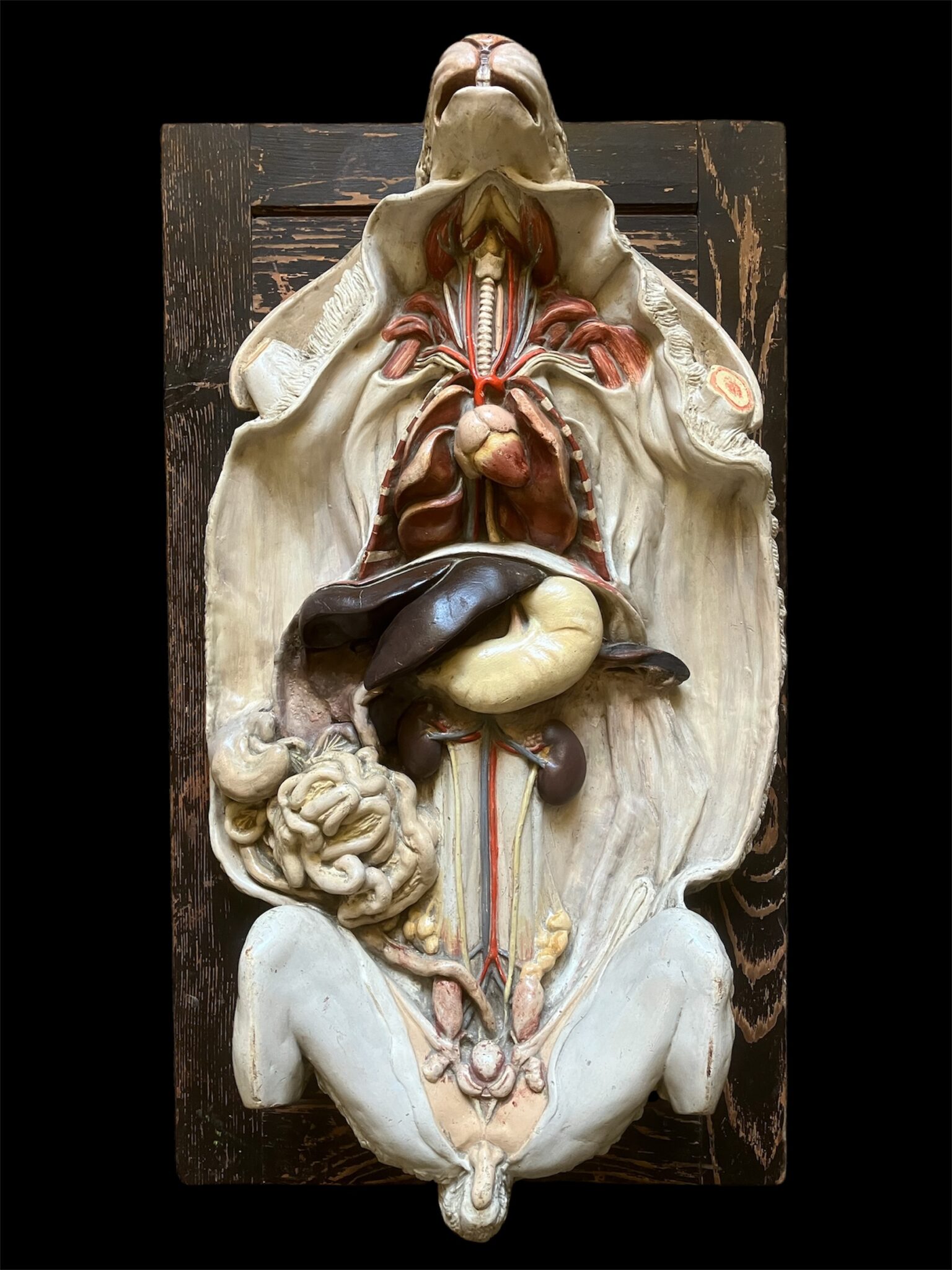 A rare teaching model of rabbit anatomy