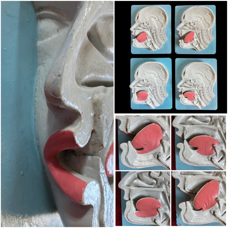 4 anatomical models to teach a deaf person the pronunciation of letters and sounds