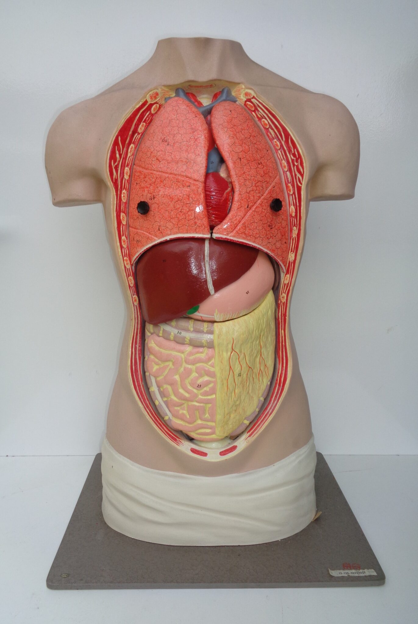 Anatomical medical Torso with hand painted and numbered organs, from the company PHYWE.