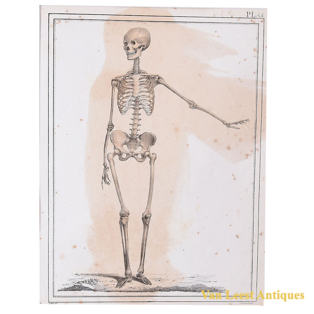 Jules Cloquet Plat 43, Skeleton , 1825