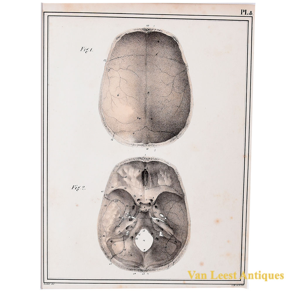 Jules Cloquet Plate 8 , Skull bones, 1825