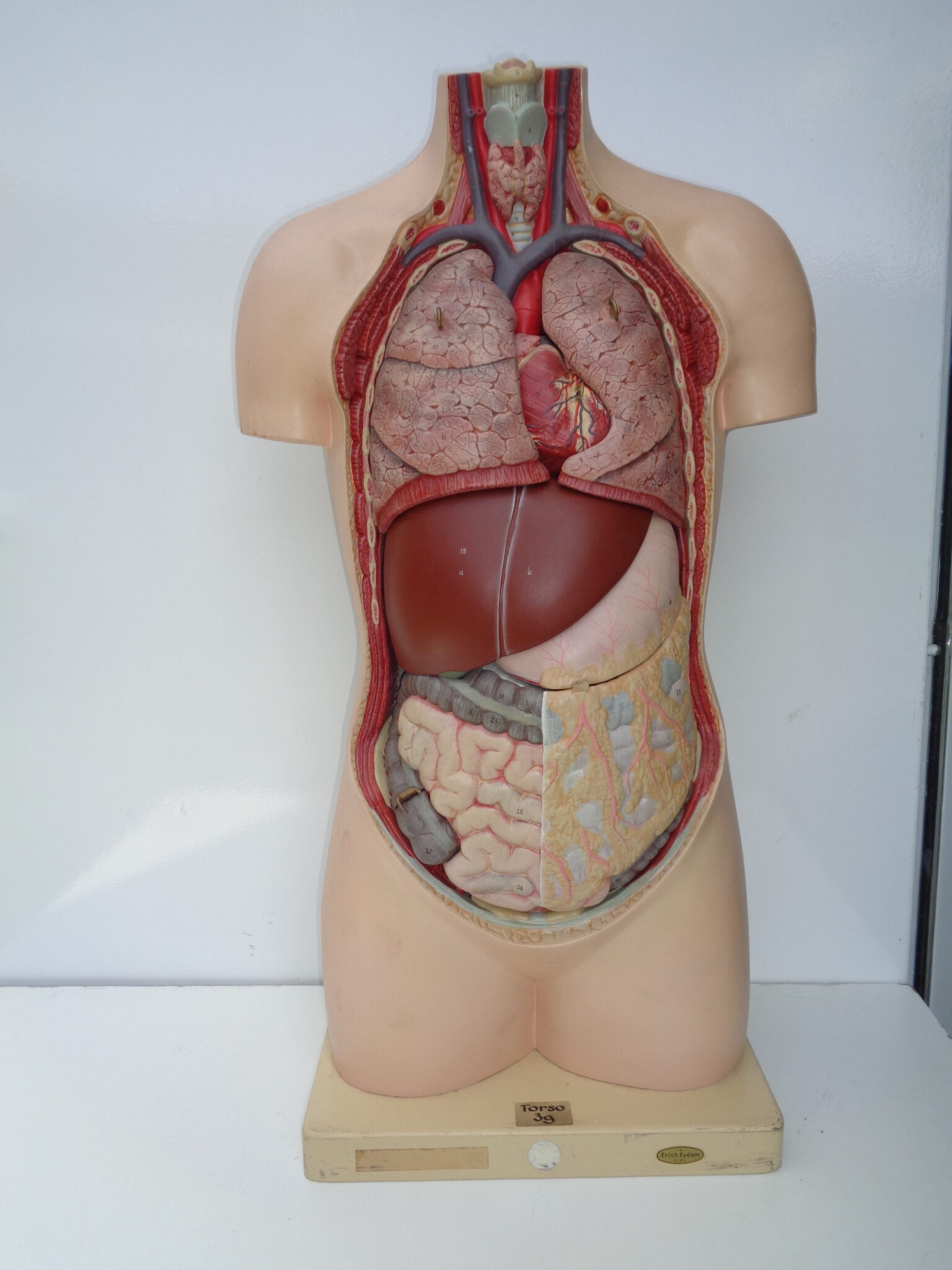 Early 20th century anatomical plaster medical torso made by SOMSO