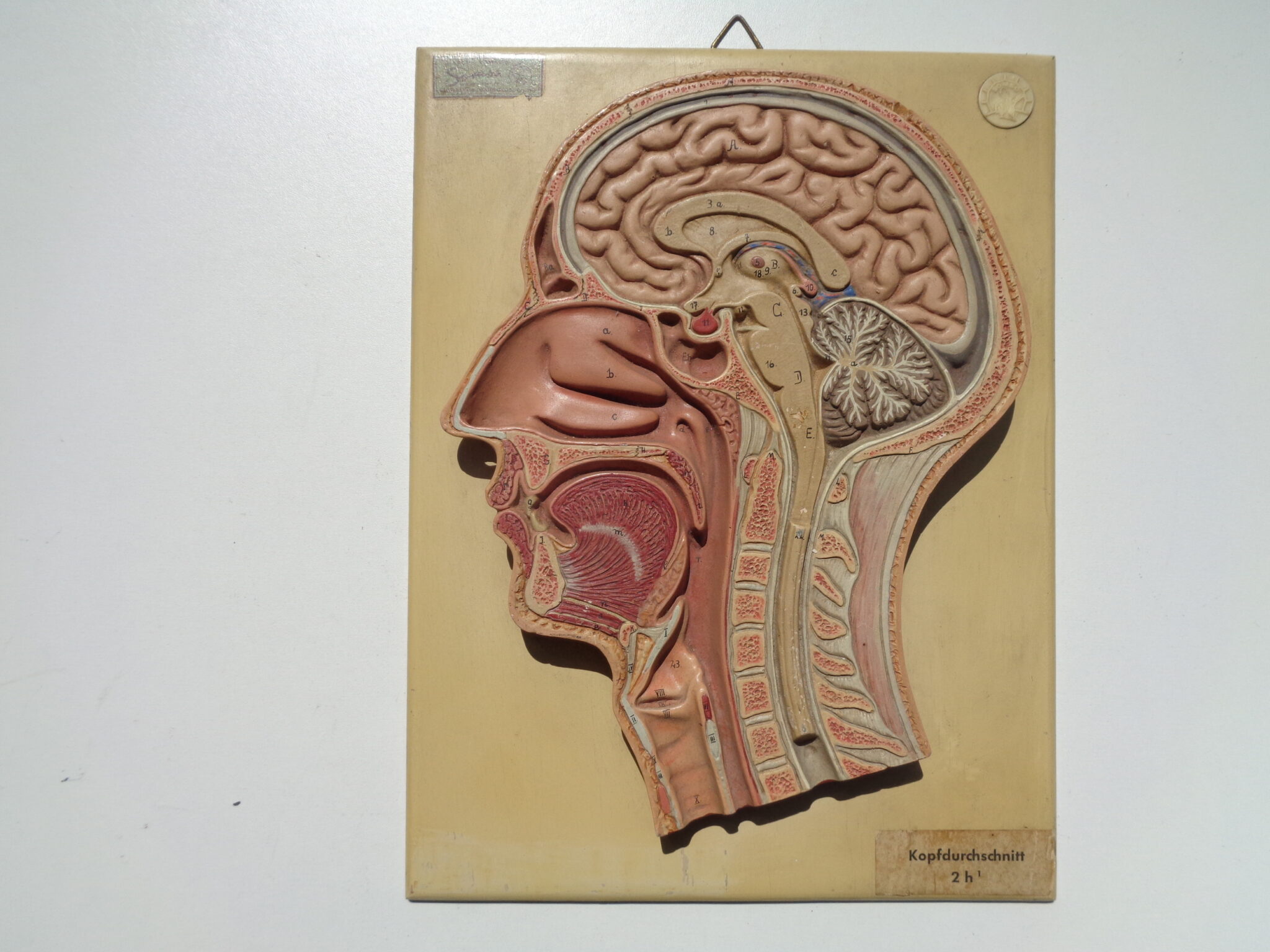 Science, Medical, Anatomy, Model, Human head, Plaster, Antique, Early 20th century, made by Somso