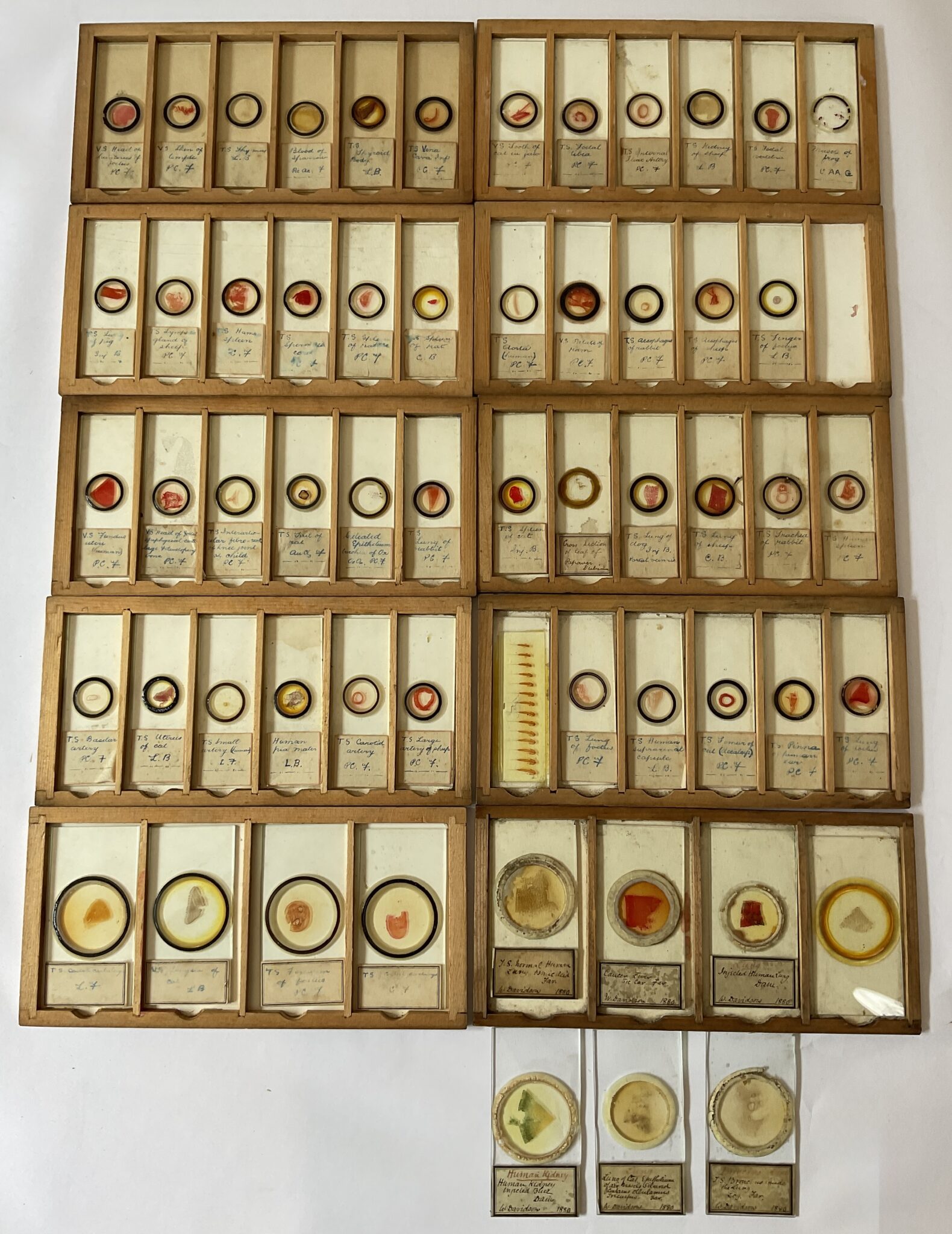 Collection of 19th century microscope slides