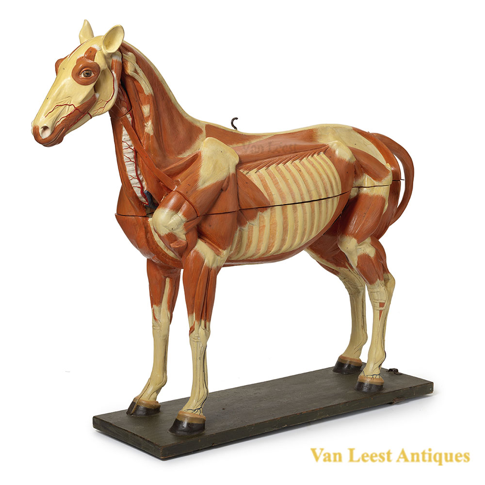 Anatomical horse model, C 1920.