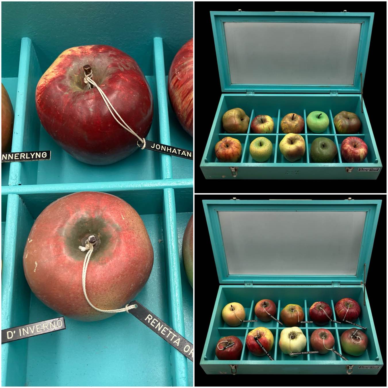 Italian teaching models of apples varieties by “V. Toffoli & Figli” 1 Italian teaching models of apples varieties by “V. Toffoli & Figli”