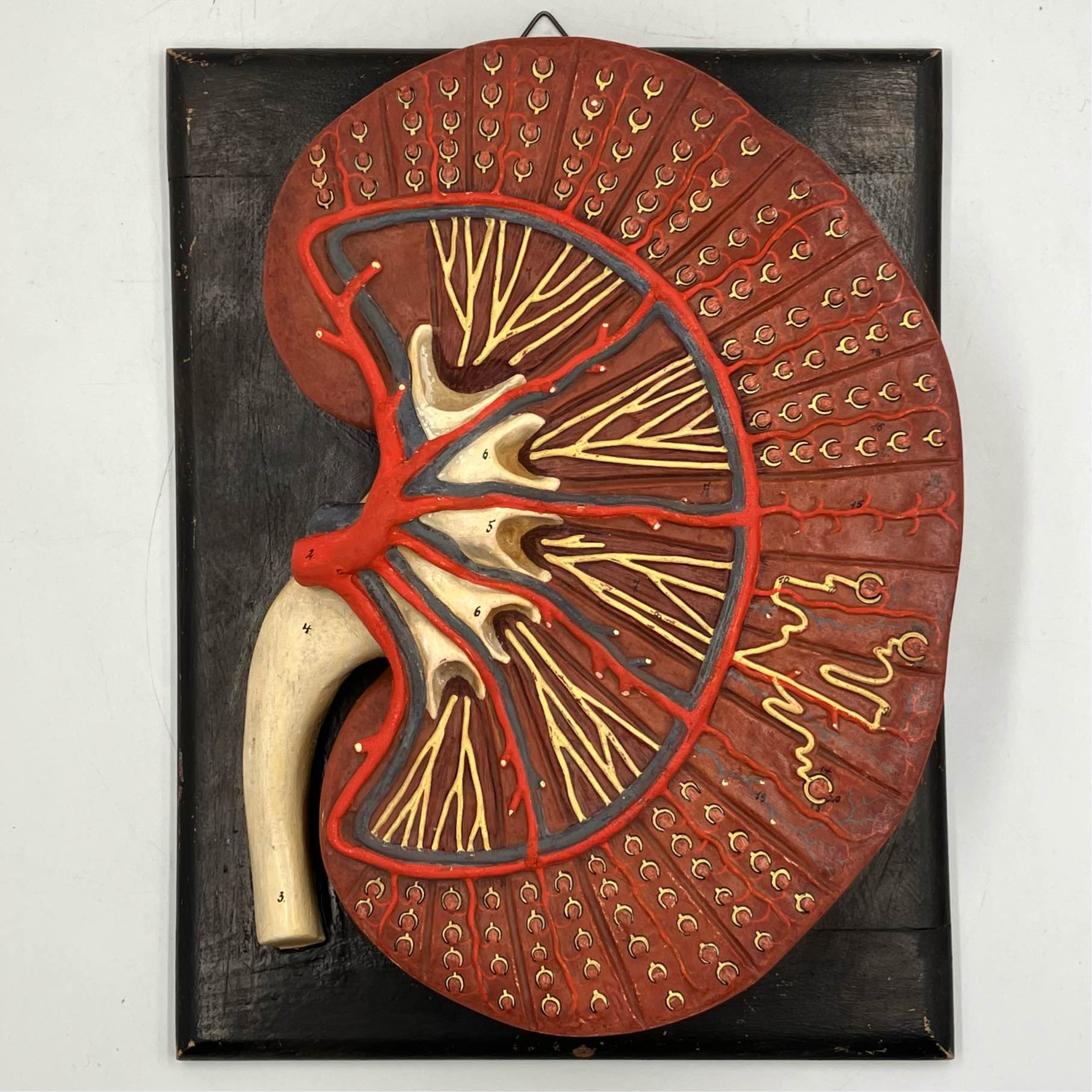 Antique anatomical model of the human kidney