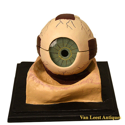 Human anatomical eye model, C 1920