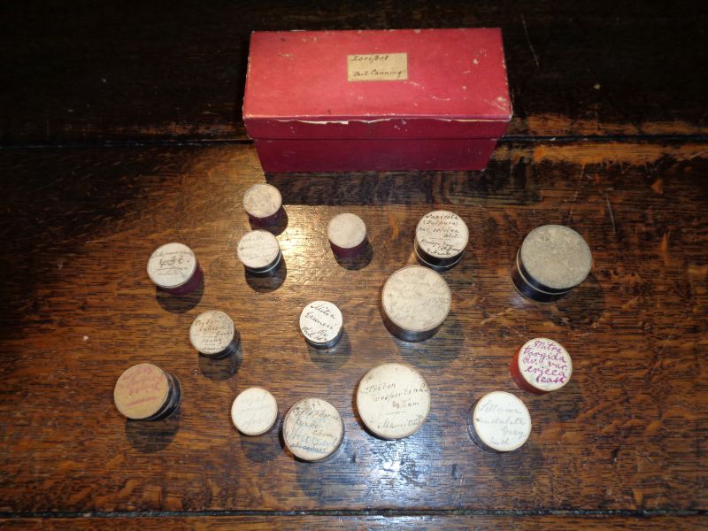 Collection of small shells and related items, 19th century
