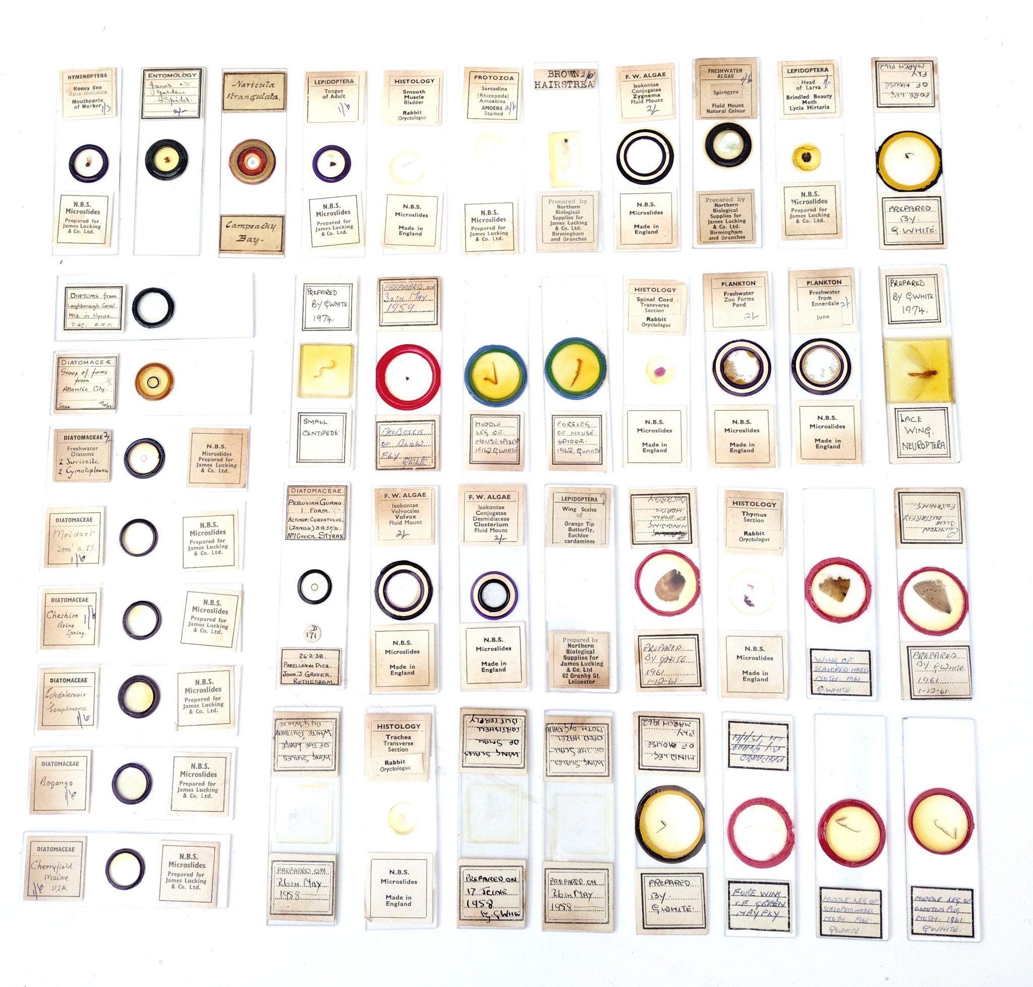 Microscope slides: petrology, histology, entomology etc