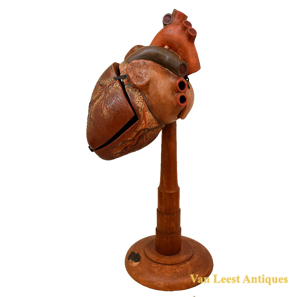 Rouilly Anatomical heart Model, Ca 1920 Rouilly Heart model – van Leest Antiques (1) Rouilly Anatomical heart Model, Ca 1920