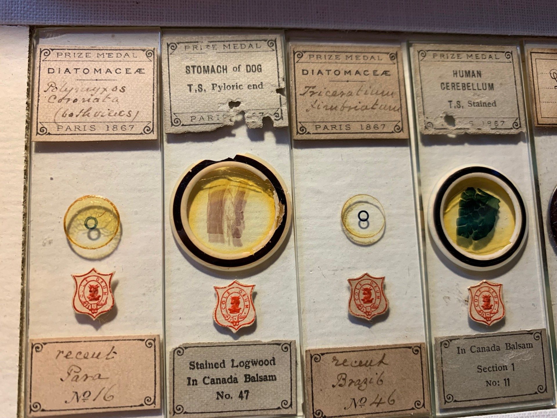 Set of 4 Antique Professional Microscope Slides by Arthur C. Cole (1821 – 1900)
