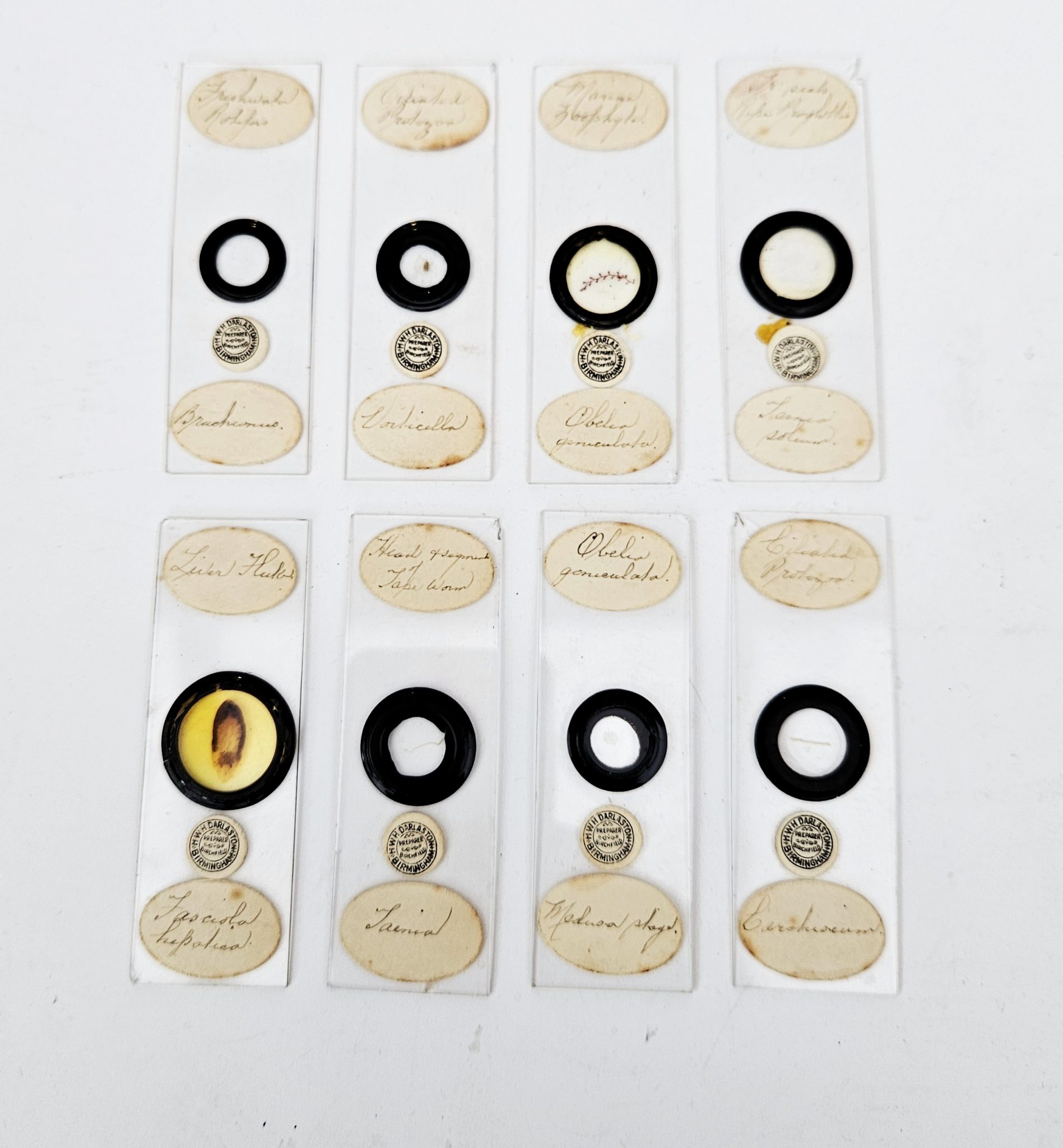 8 x microscope slides by W.H. Darlaston.