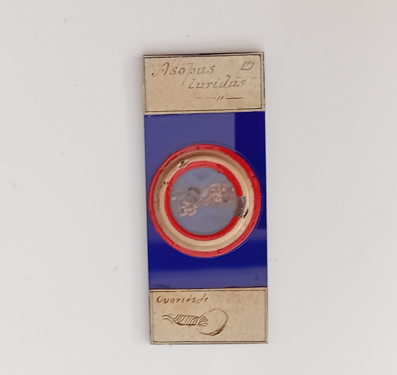 Large blue glass microscope slide ‘Asopus Zuridus’; Ovaries.